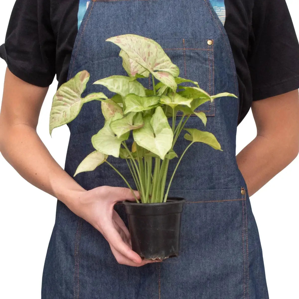 Syngonium ’Confetti’ - House Plant Shop