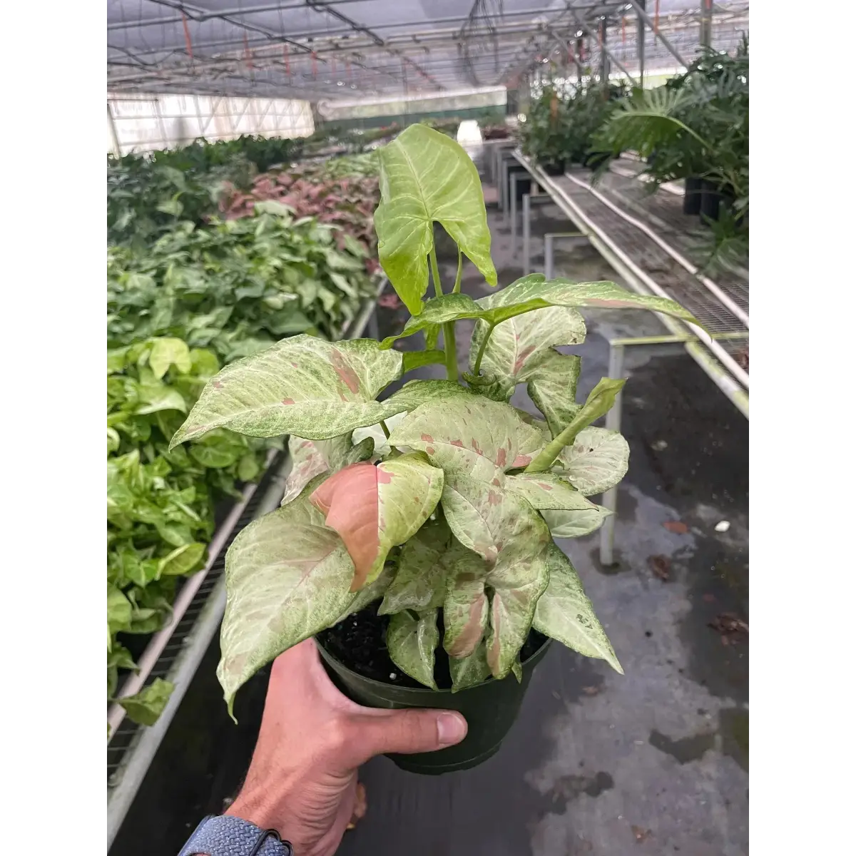Syngonium ’Confetti’ - House Plant Shop