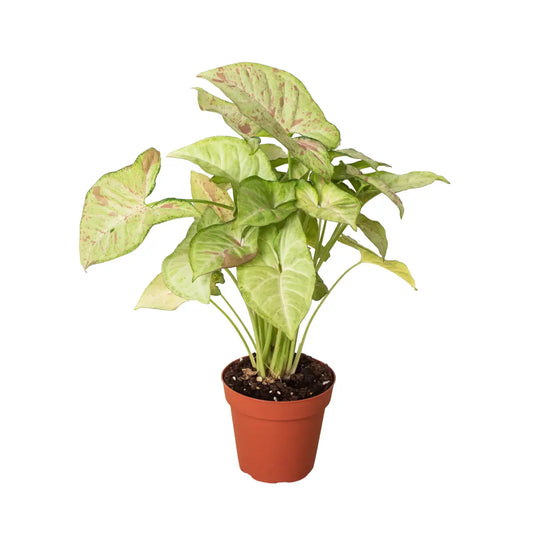 Syngonium ’Confetti’ - House Plant Shop