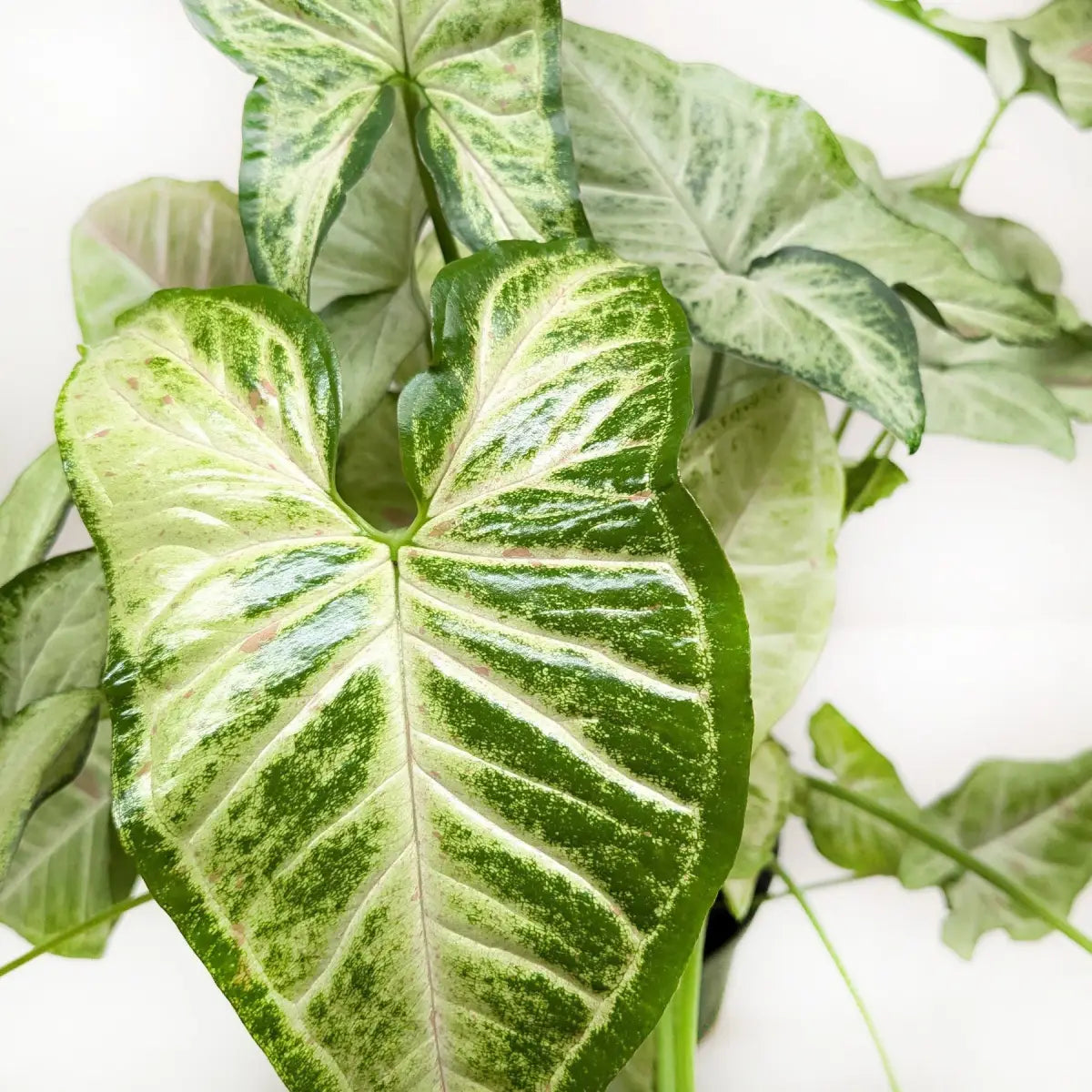 Syngonium ’Confetti’ - House Plant Shop