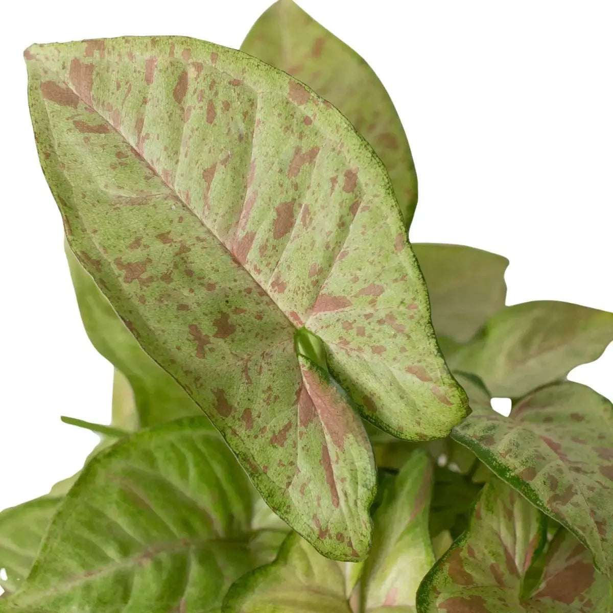 Syngonium ’Confetti’ - House Plant Shop