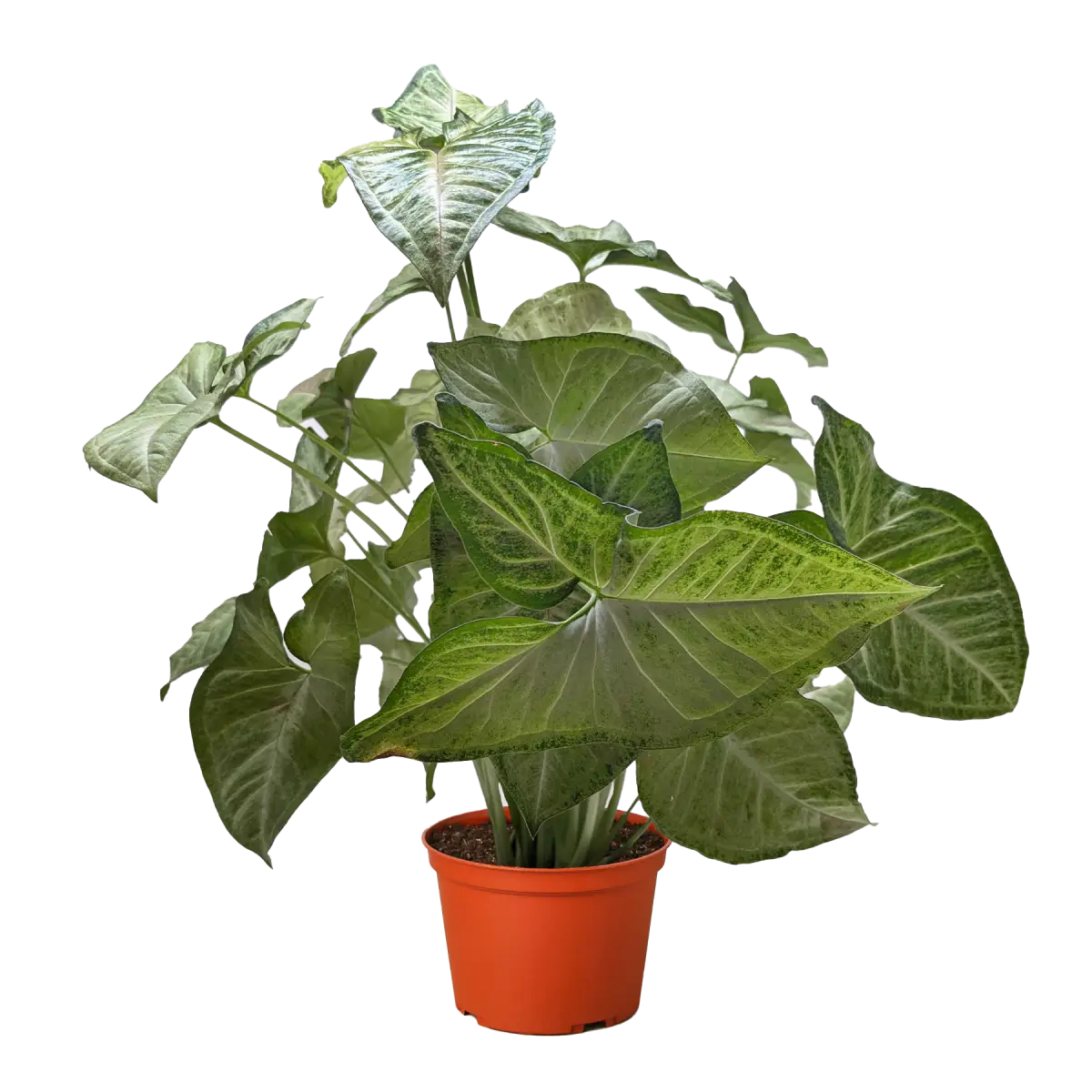 Syngonium ’Confetti’ - House Plant Shop