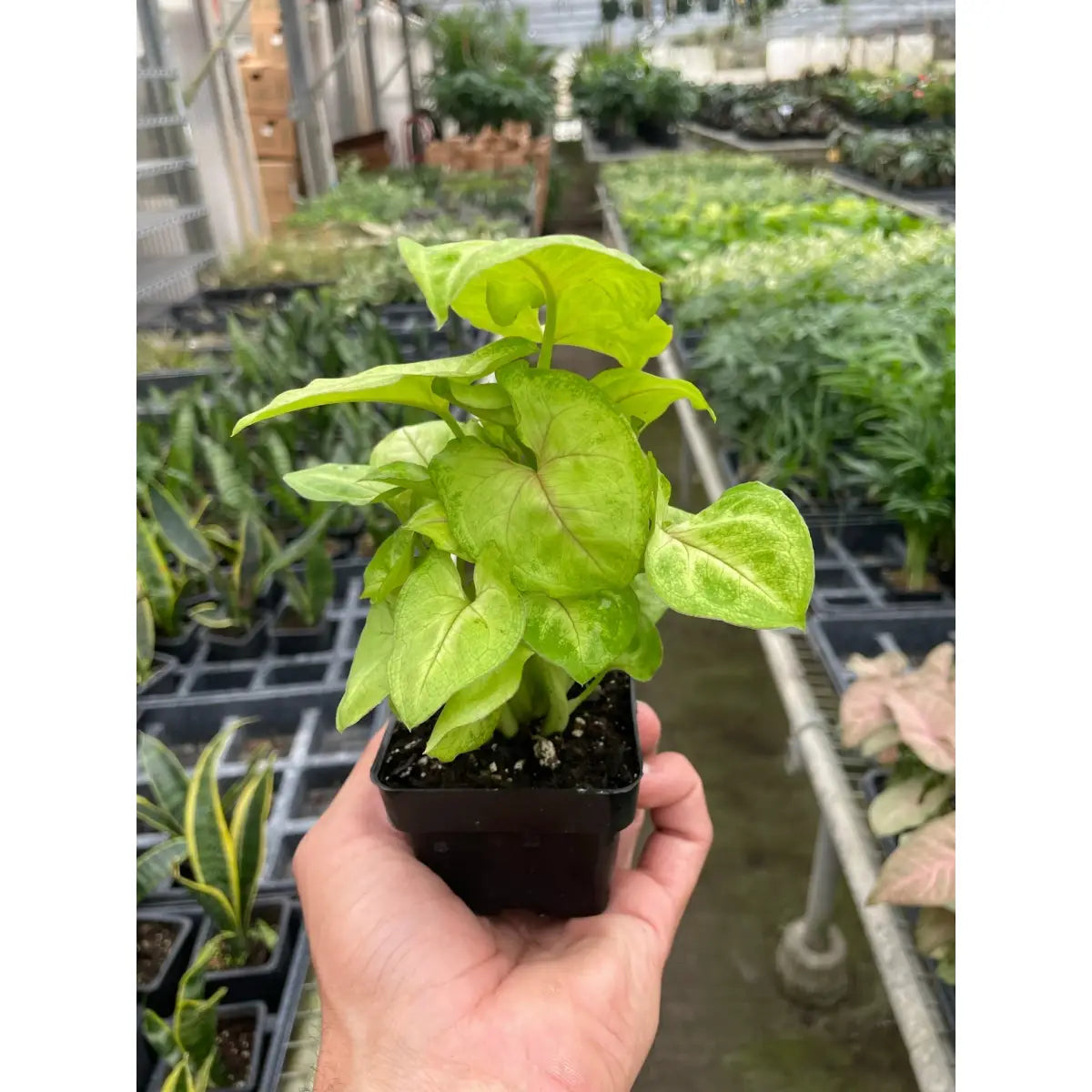 Syngonium Gold Plant - House Plant Shop