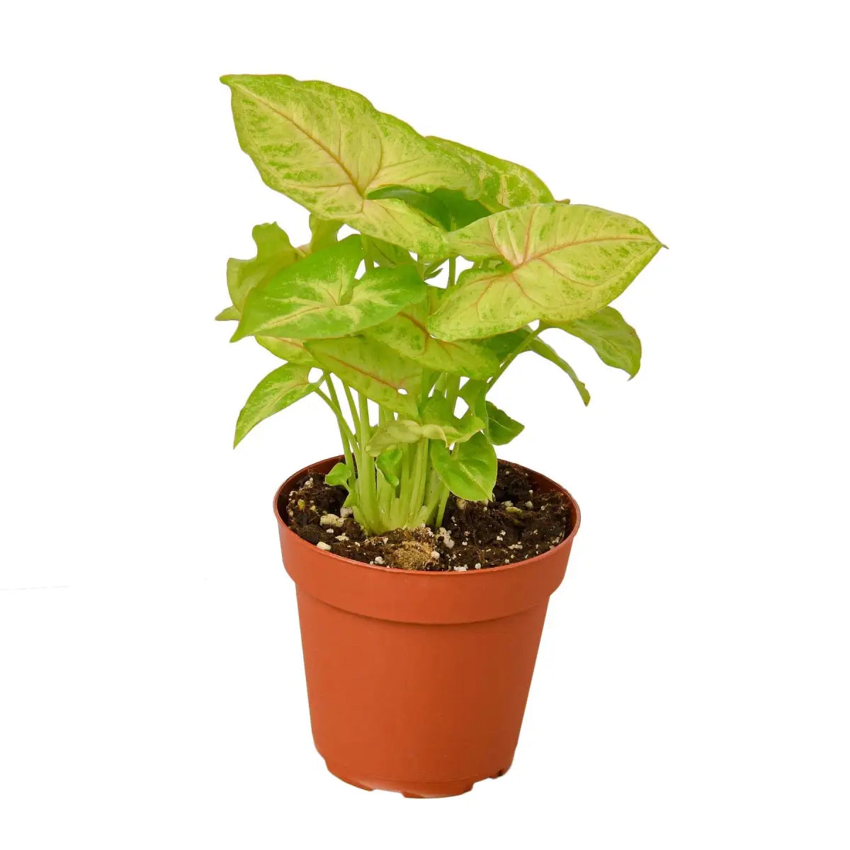 Syngonium Gold Plant - House Plant Shop