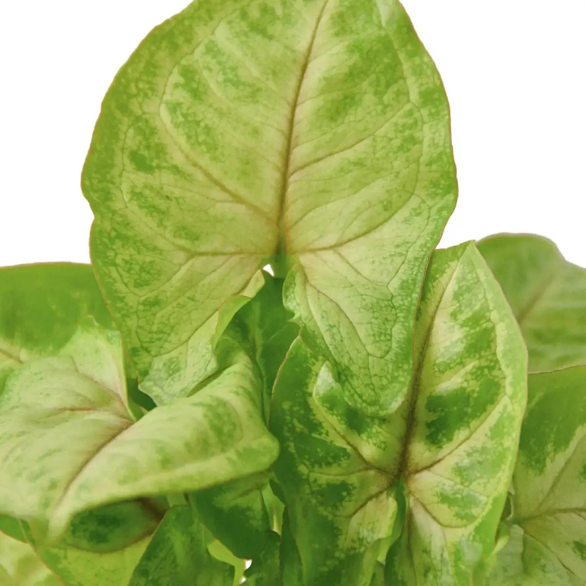 Syngonium Gold Plant - 3’’ Pot - House Plant Shop