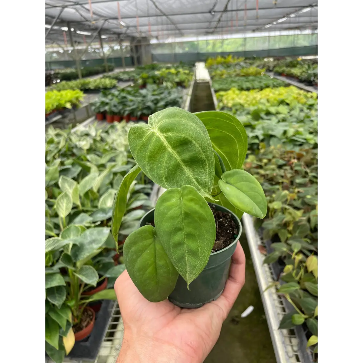 Syngonium ’Ice Frost’ - House Plant Shop