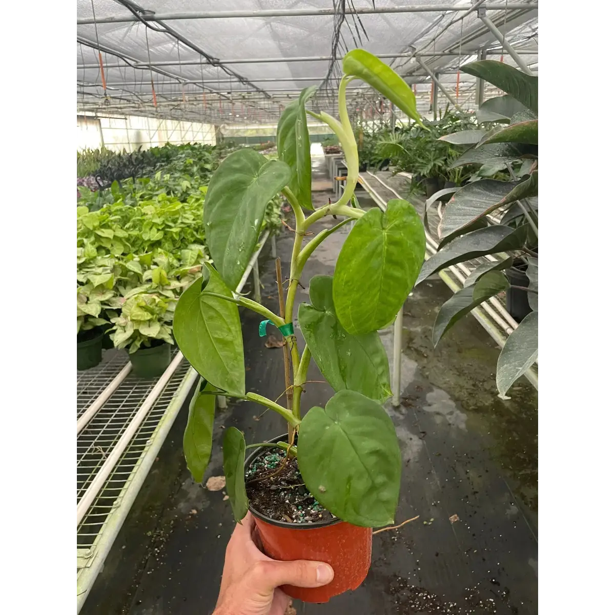 Syngonium ’Ice Frost’ - House Plant Shop