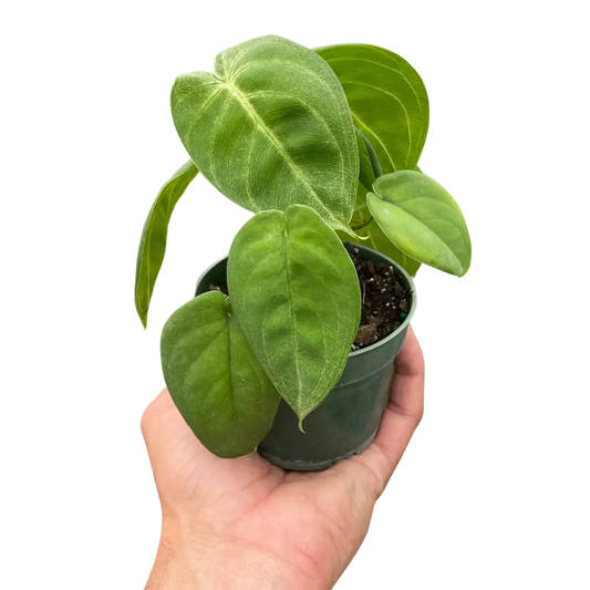 Syngonium ’Ice Frost’ - House Plant Shop