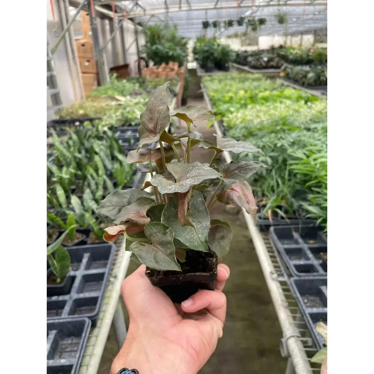 Syngonium Merry Plant - House Plant Shop