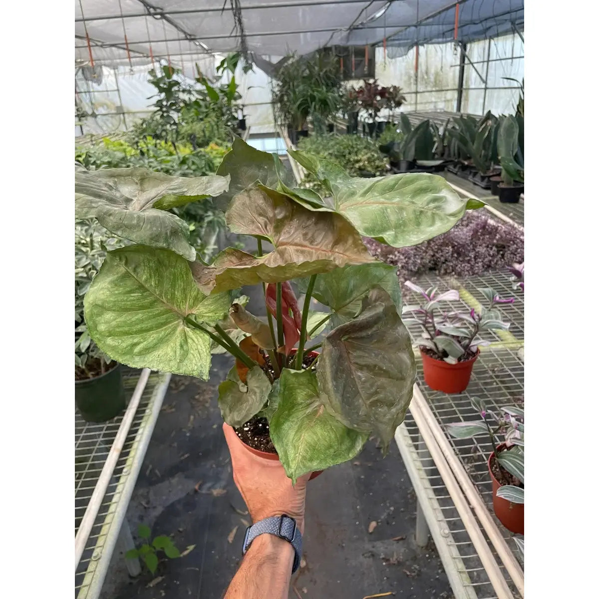 Syngonium Merry Plant - House Plant Shop