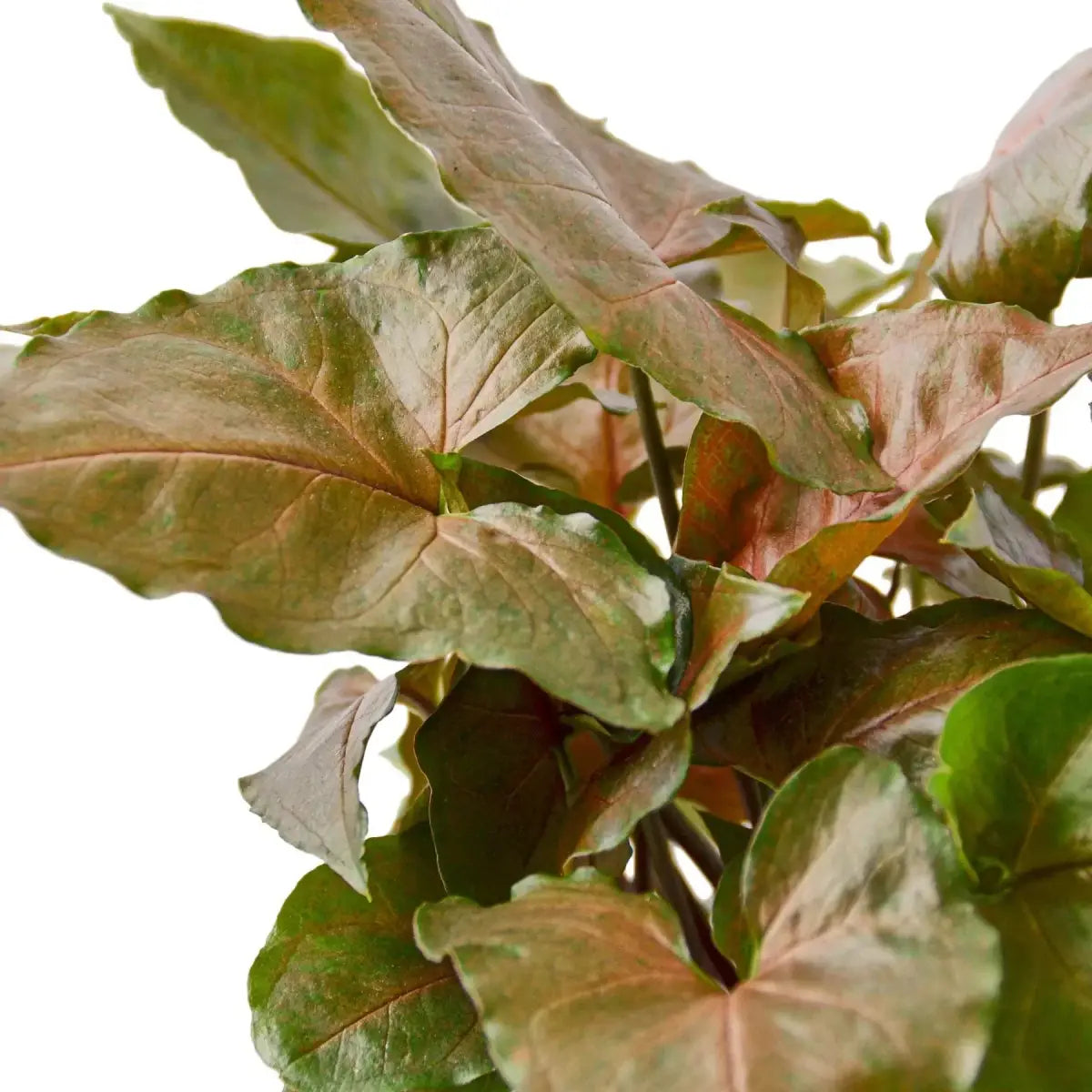 Syngonium Merry Plant - 3’’ Pot - House Plant Shop