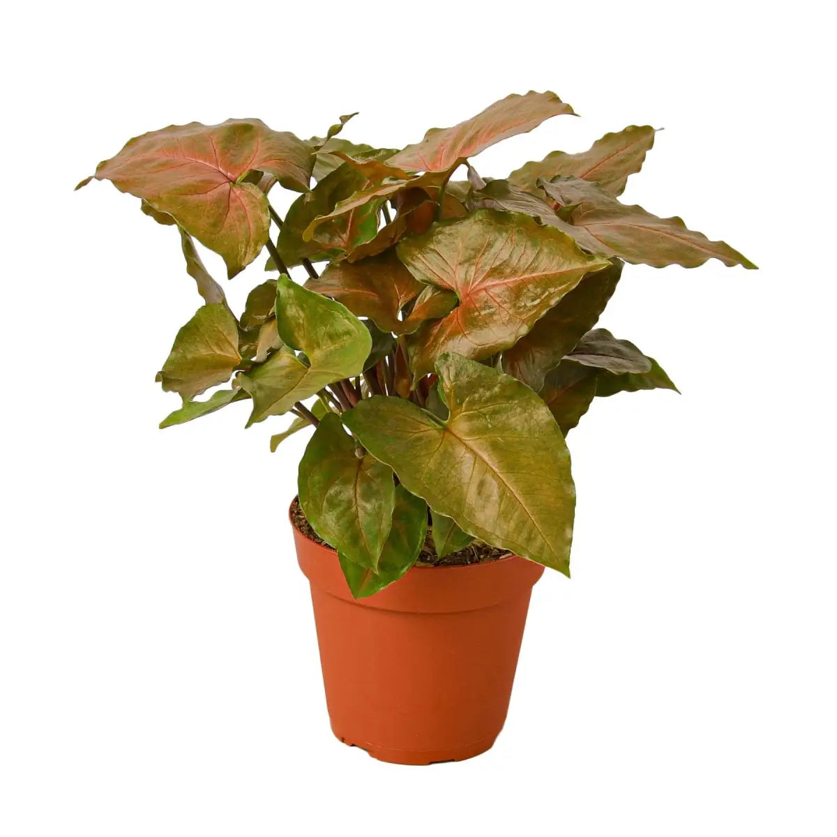 Syngonium Merry Plant - House Plant Shop