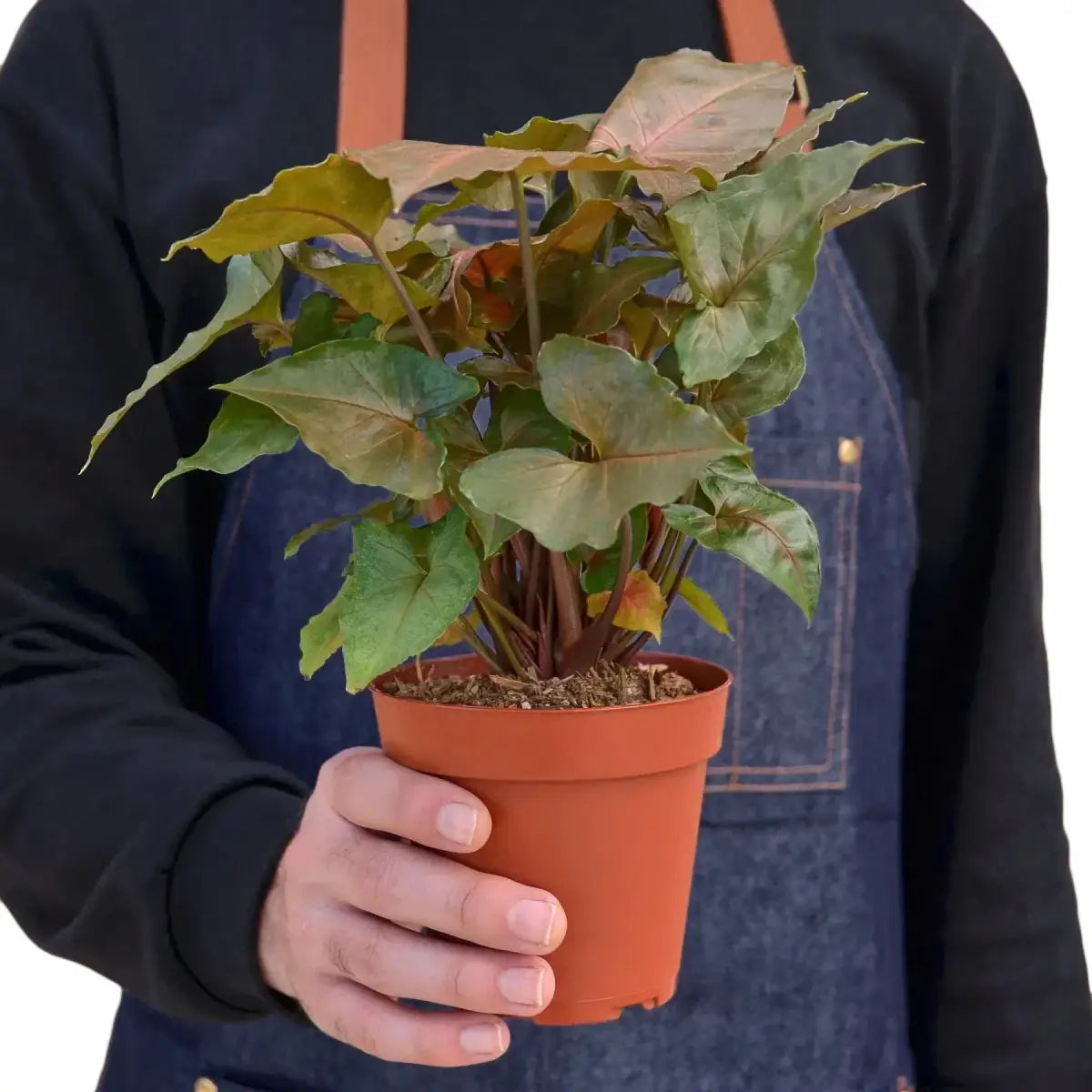Syngonium Merry Plant - House Plant Shop