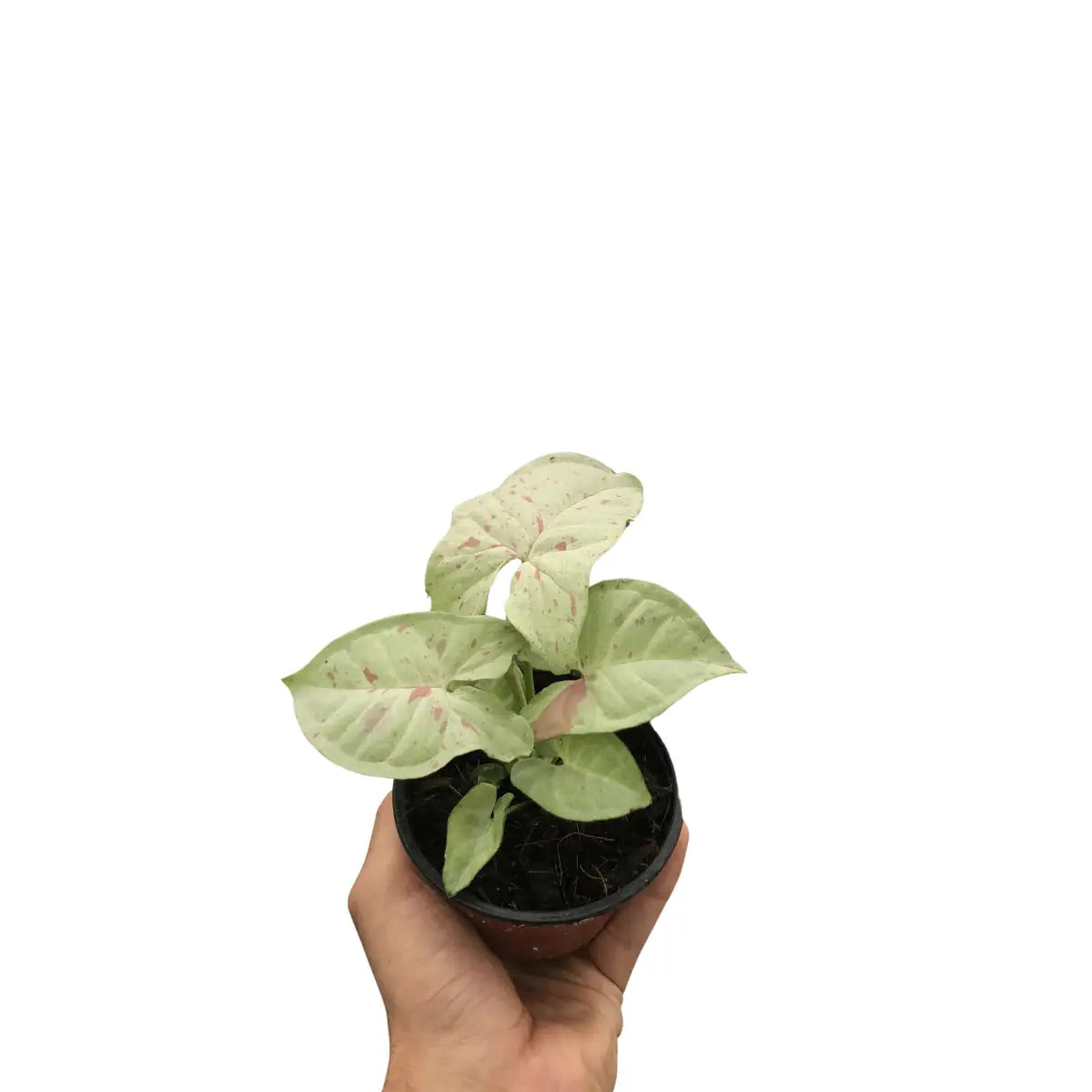 Syngonium Plant - ’Milk Confetti’ - House Plant Shop