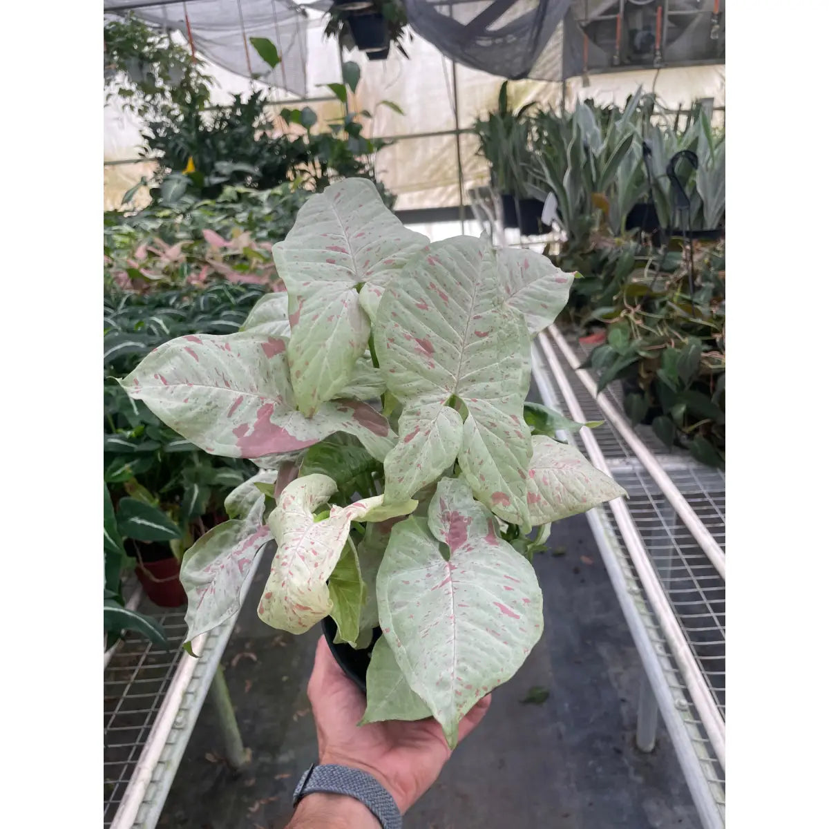 Syngonium Plant - ’Milk Confetti’ - House Plant Shop