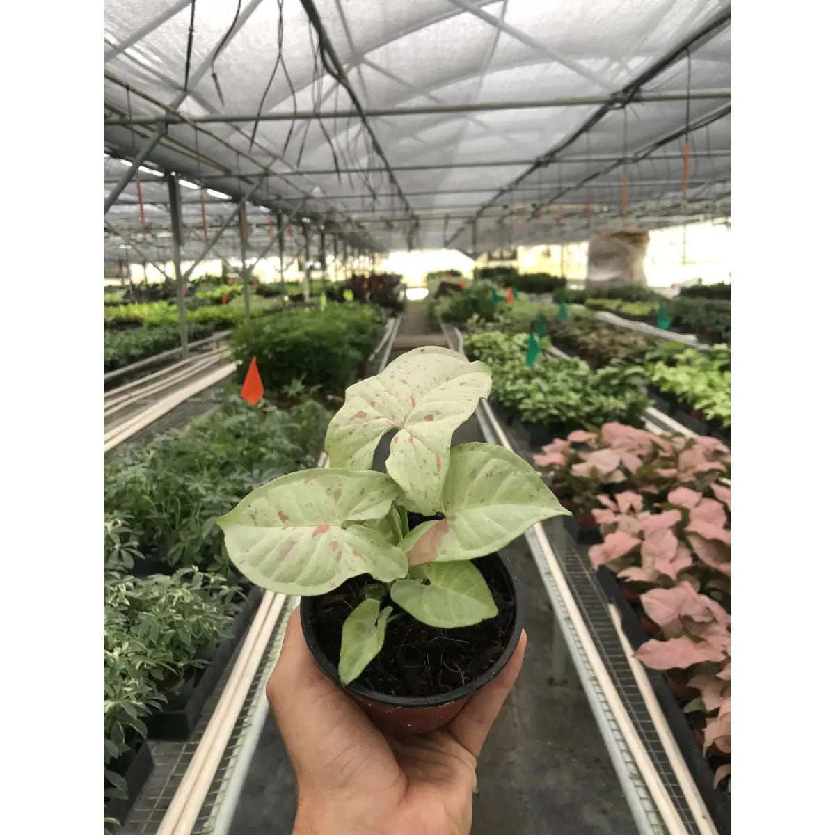 Syngonium Plant - ’Milk Confetti’ - House Plant Shop