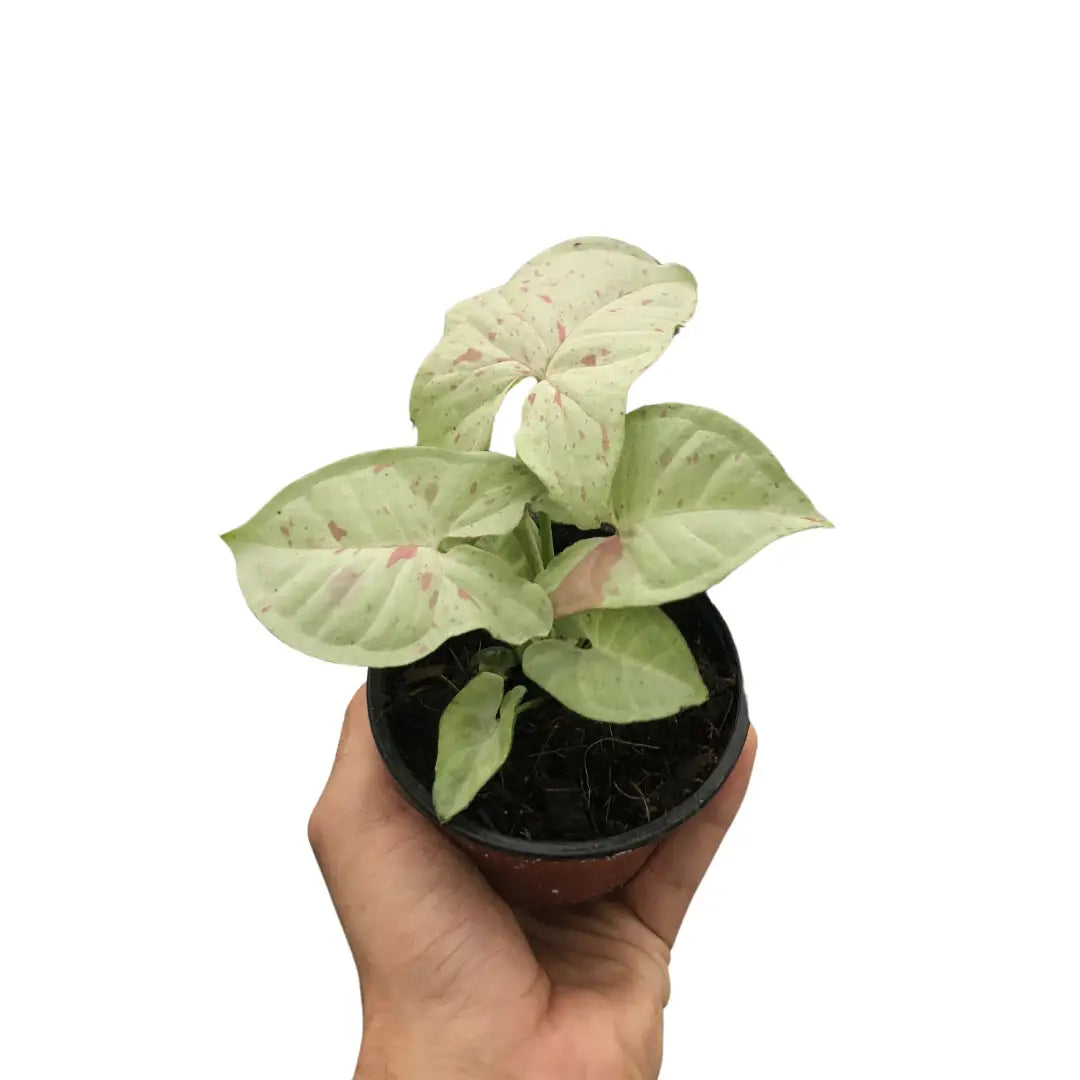 Syngonium Plant - ’Milk Confetti’ - 4’’ Pot - House Plant Shop