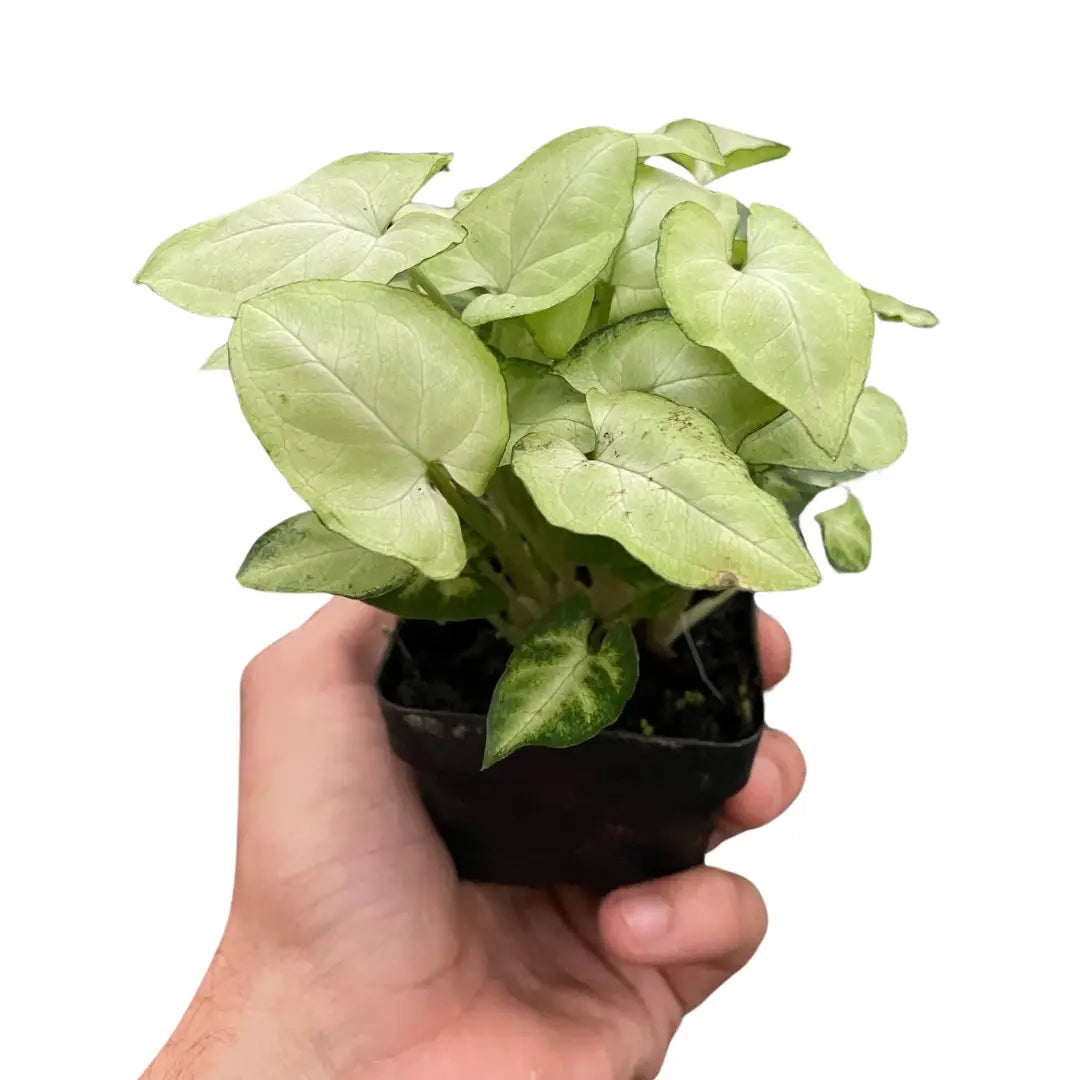 Syngonium Plant - ’Moonshine’ - 3’’ Pot - House Plant Shop