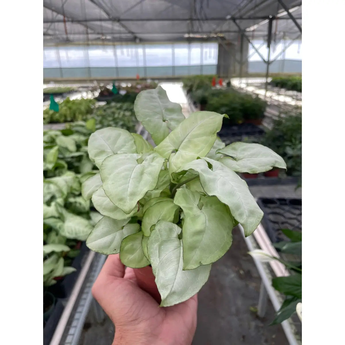 Syngonium Plant - ’Moonshine’ - House Plant Shop