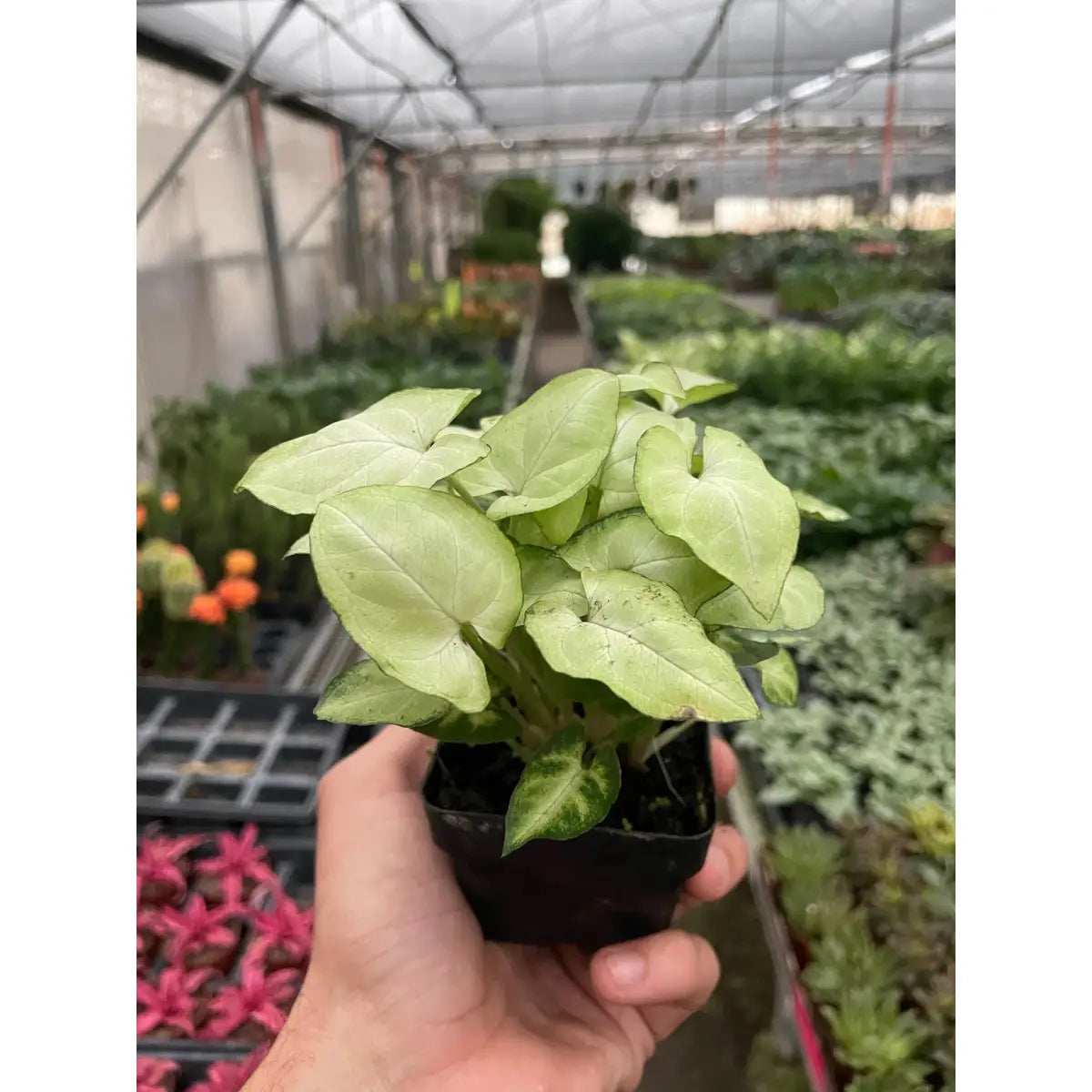 Syngonium Plant - ’Moonshine’ - House Plant Shop