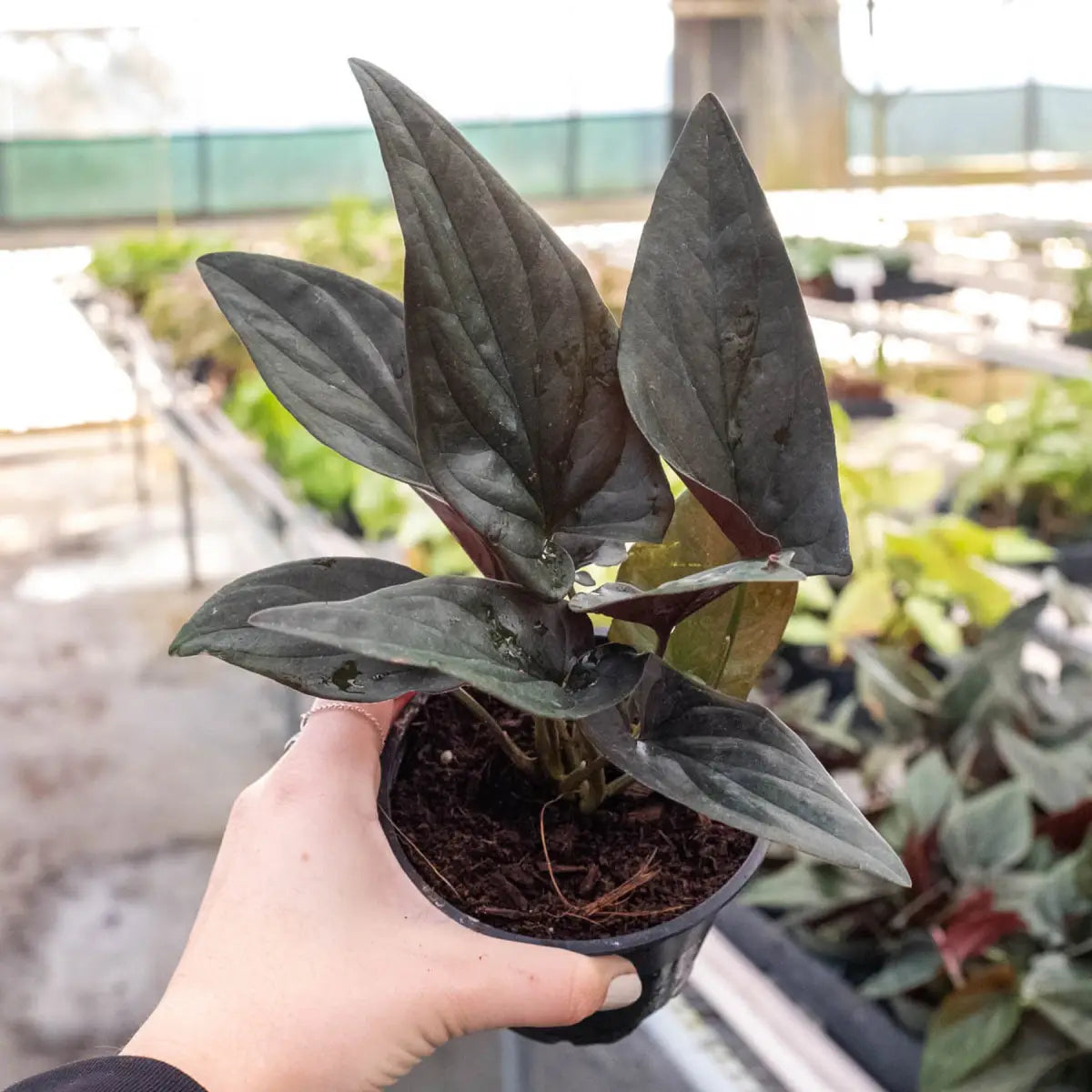 Syngonium ’Red Arrow’ - House Plant Shop