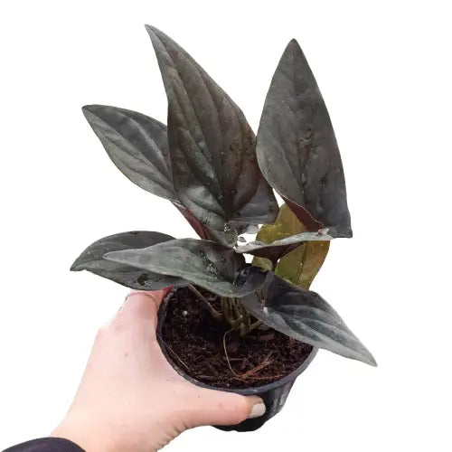 Syngonium ’Red Arrow’ - House Plant Shop