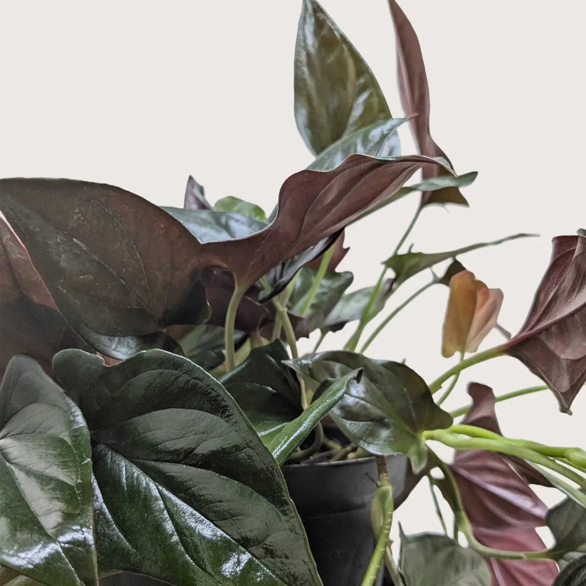 Syngonium ’Red Arrow’ - House Plant Shop