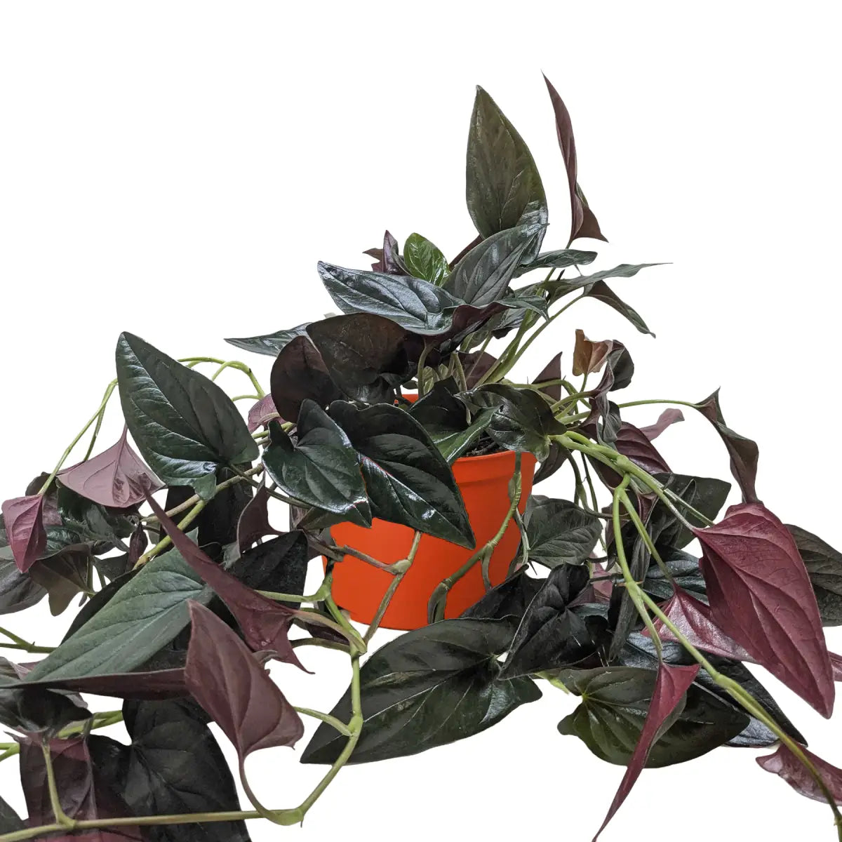 Syngonium ’Red Arrow’ - House Plant Shop