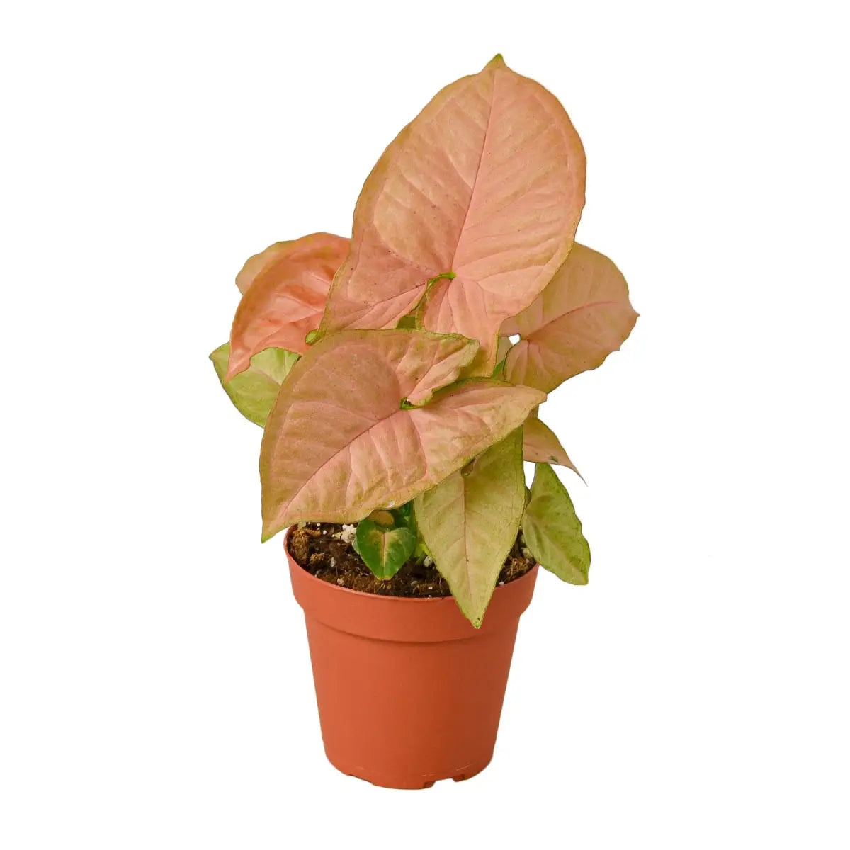 Syngonium Strawberry Plant - House Plant Shop