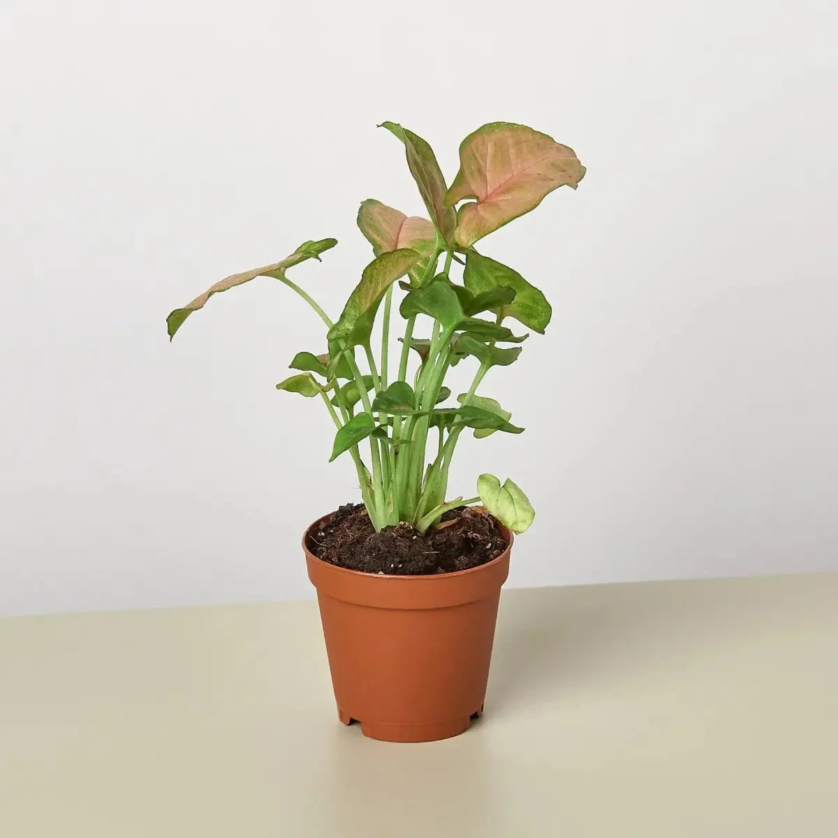Syngonium Strawberry Plant - House Plant Shop