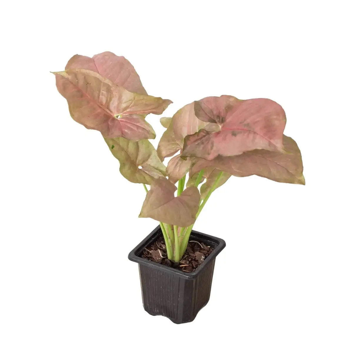 Syngonium Strawberry Plant - House Plant Shop