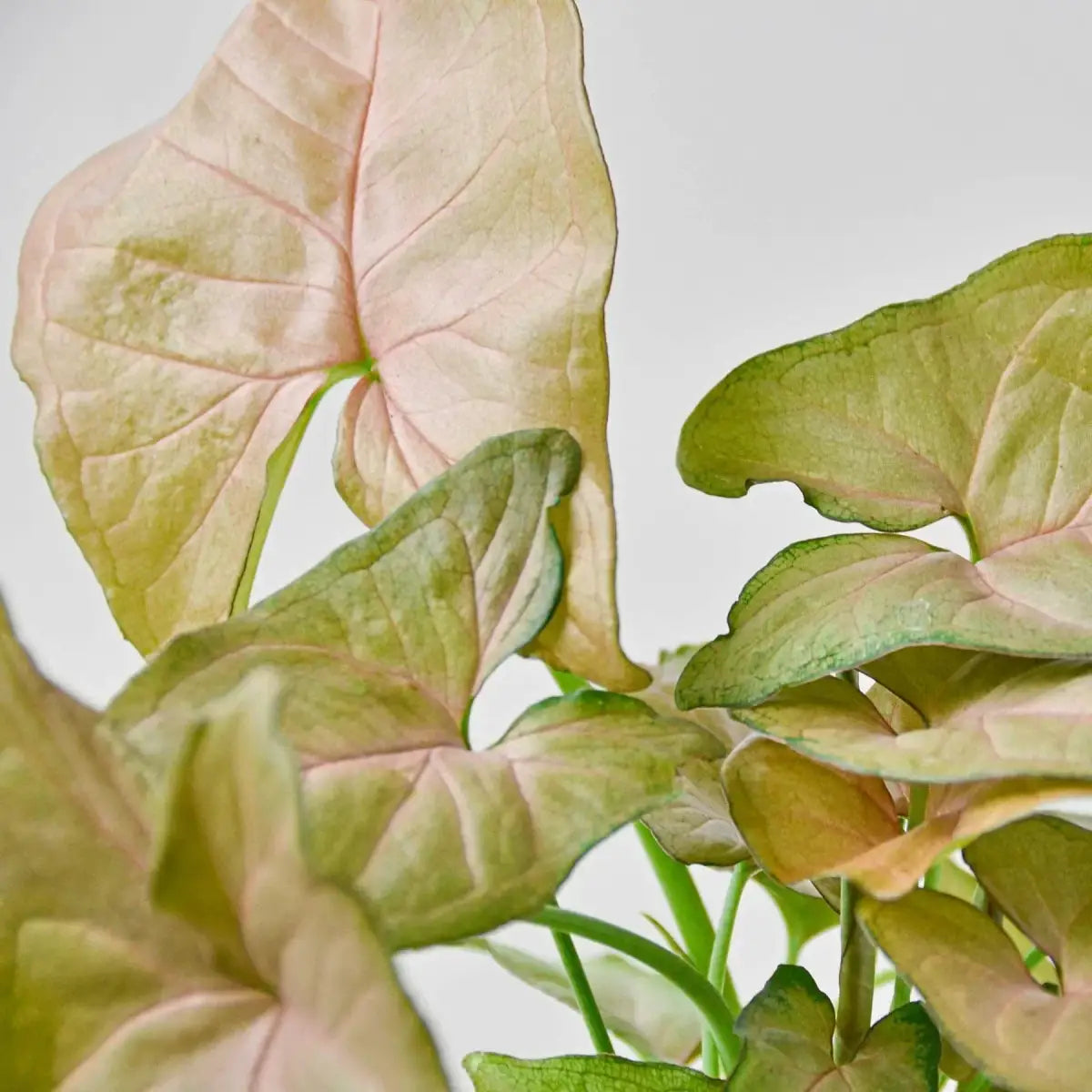 Syngonium Strawberry Plant - House Plant Shop