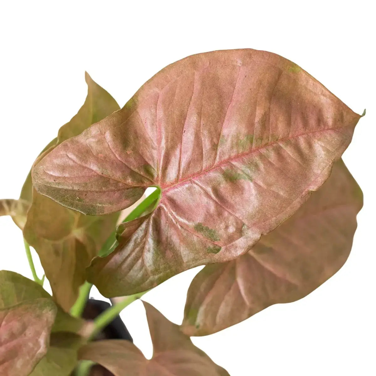 Syngonium Strawberry Plant - 3’’ Pot - House Plant Shop