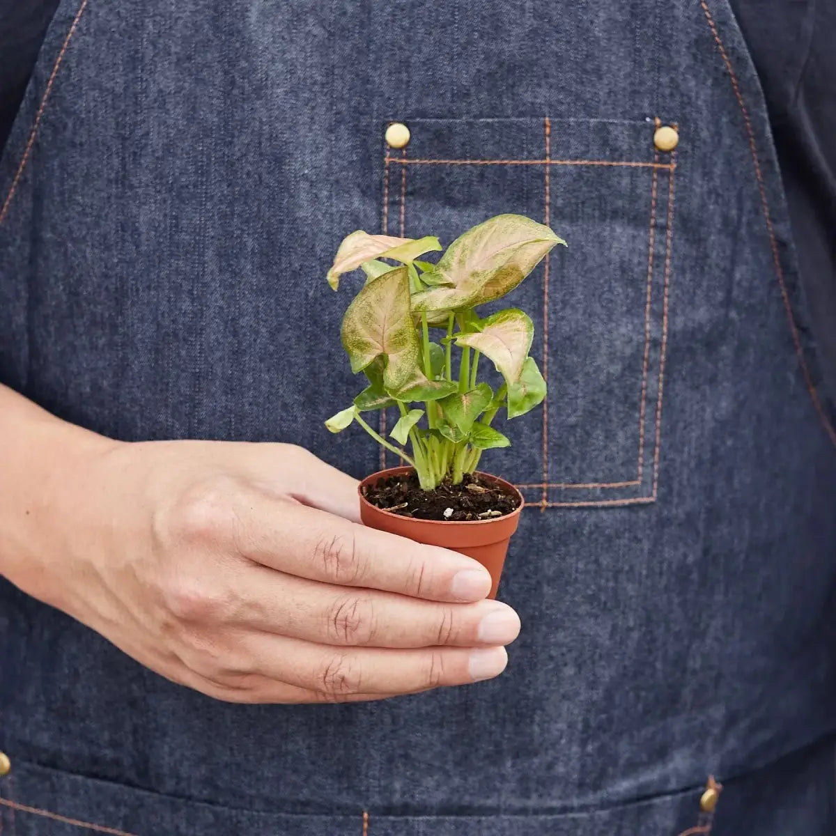 Syngonium Strawberry Plant - House Plant Shop