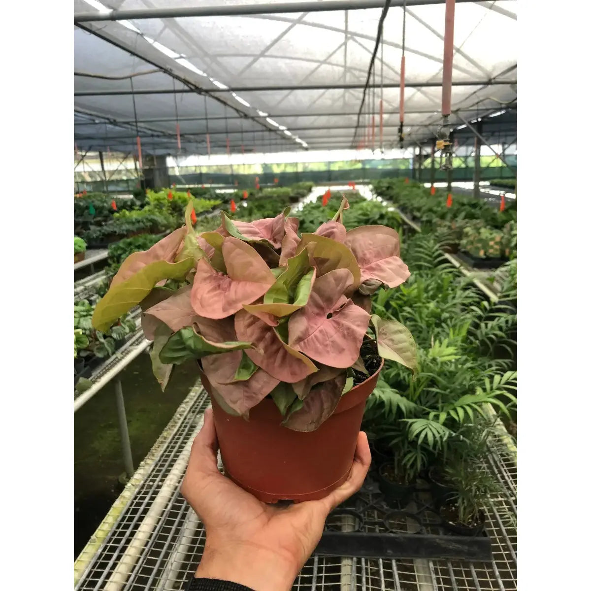 Syngonium Strawberry Plant - House Plant Shop