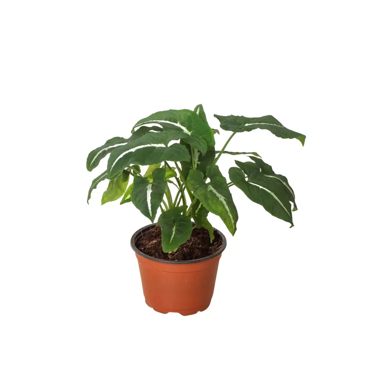Syngonium Wendlandii ’Black Velvet’ Plant - House Plant Shop