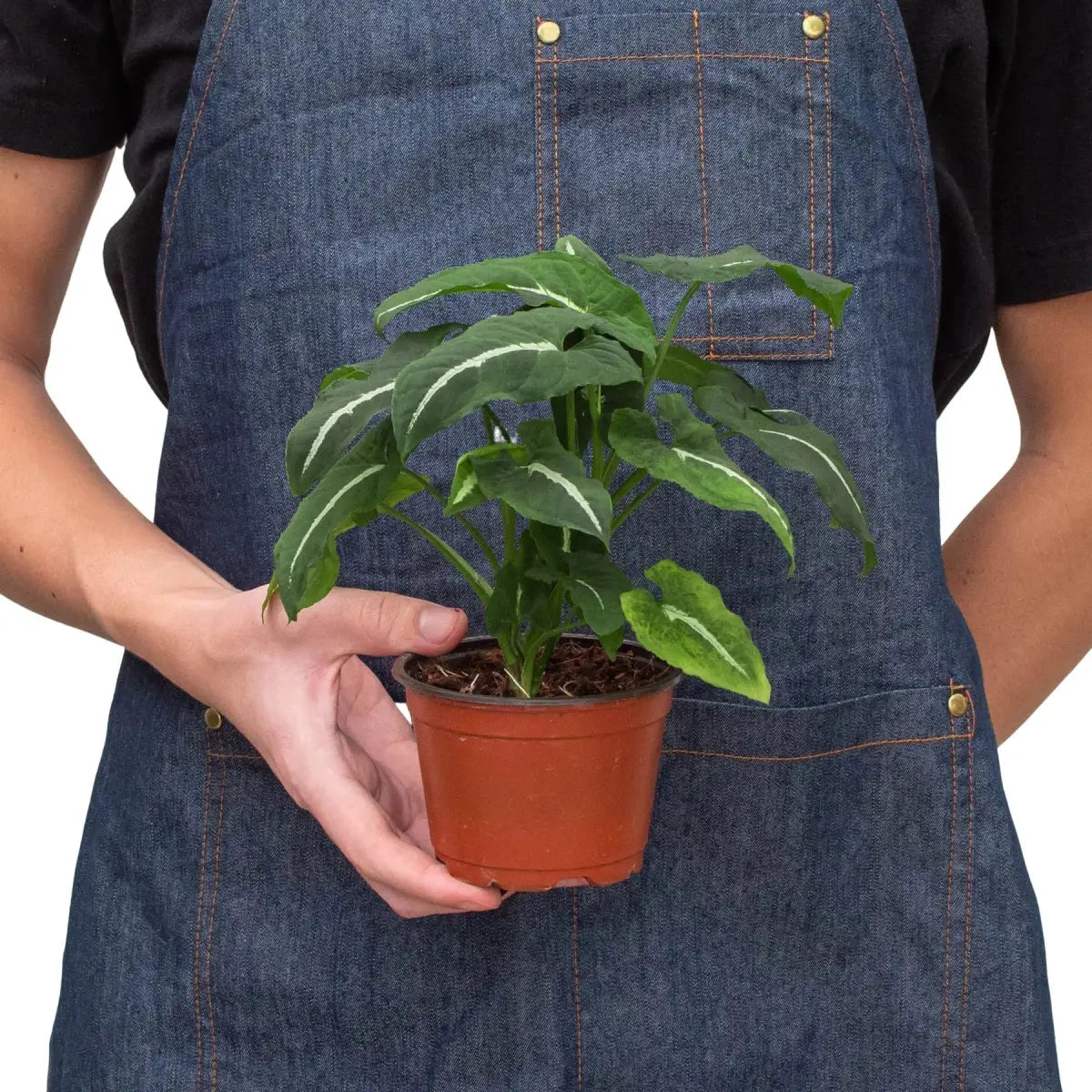 Syngonium Wendlandii ’Black Velvet’ Plant - House Plant Shop