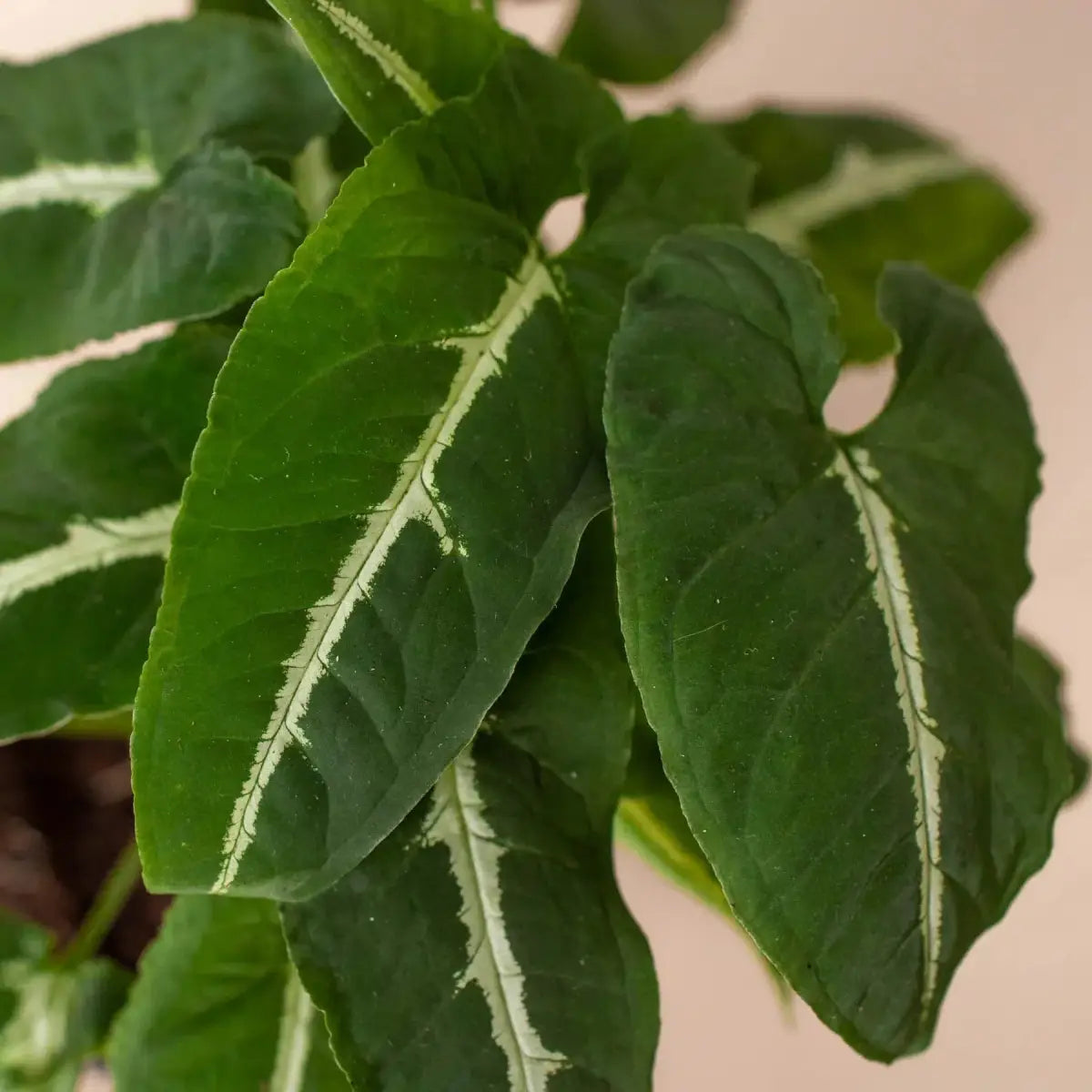 Syngonium Wendlandii ’Black Velvet’ Plant - 4’’ Pot - House Plant Shop