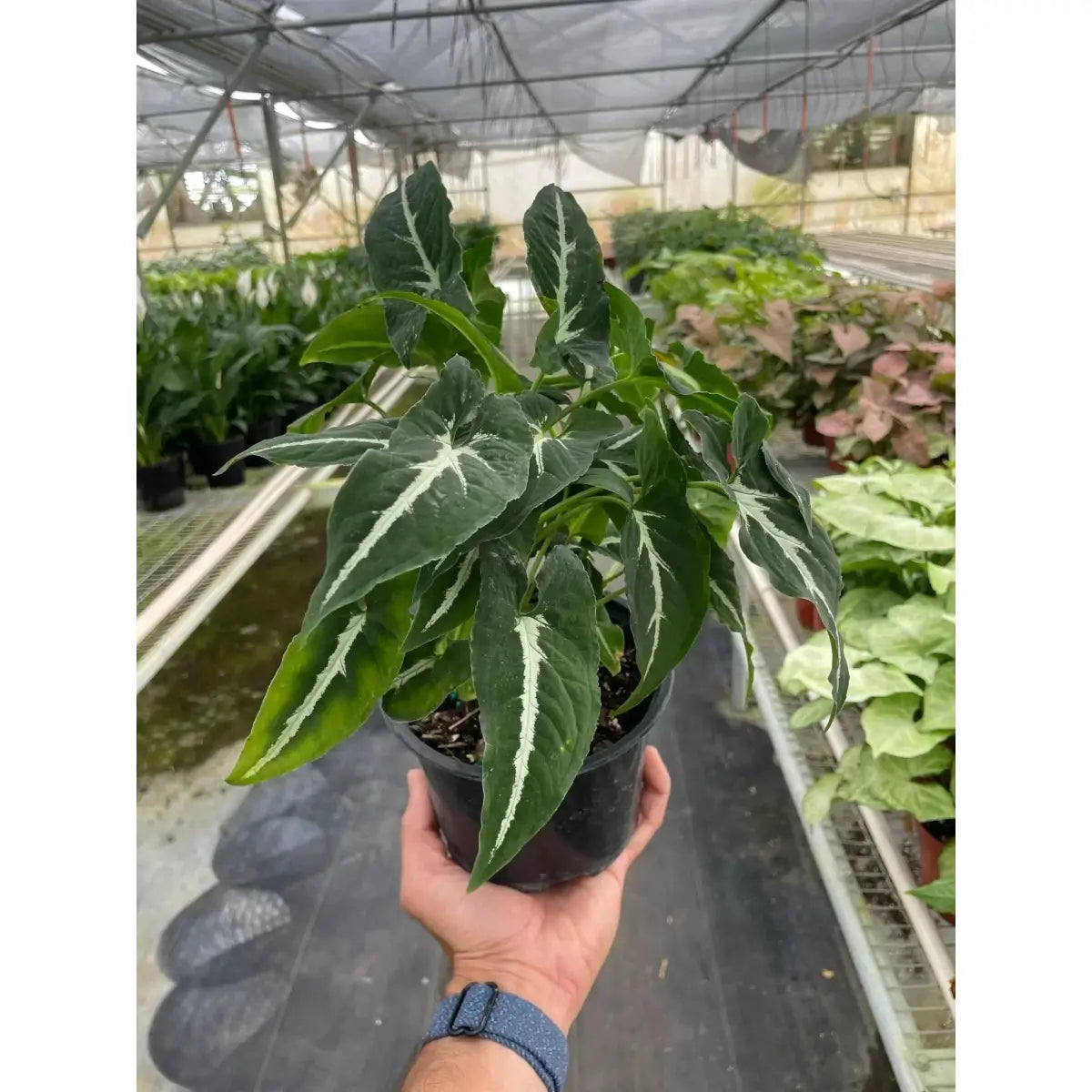 Syngonium Wendlandii ’Black Velvet’ Plant - House Plant Shop