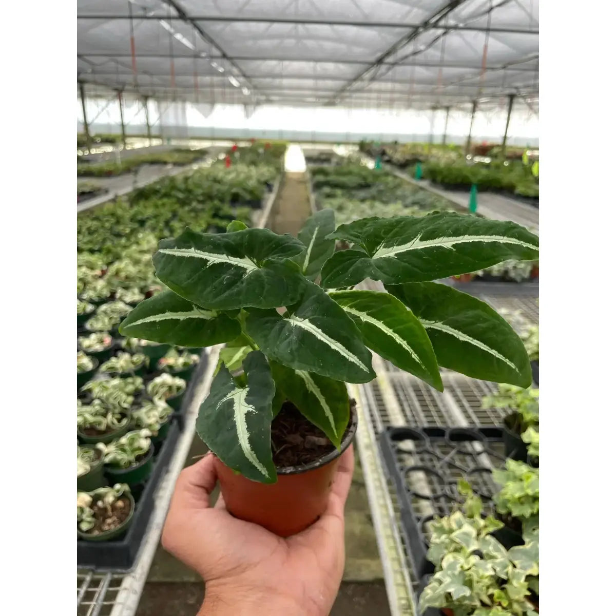 Syngonium Wendlandii ’Black Velvet’ Plant - House Plant Shop