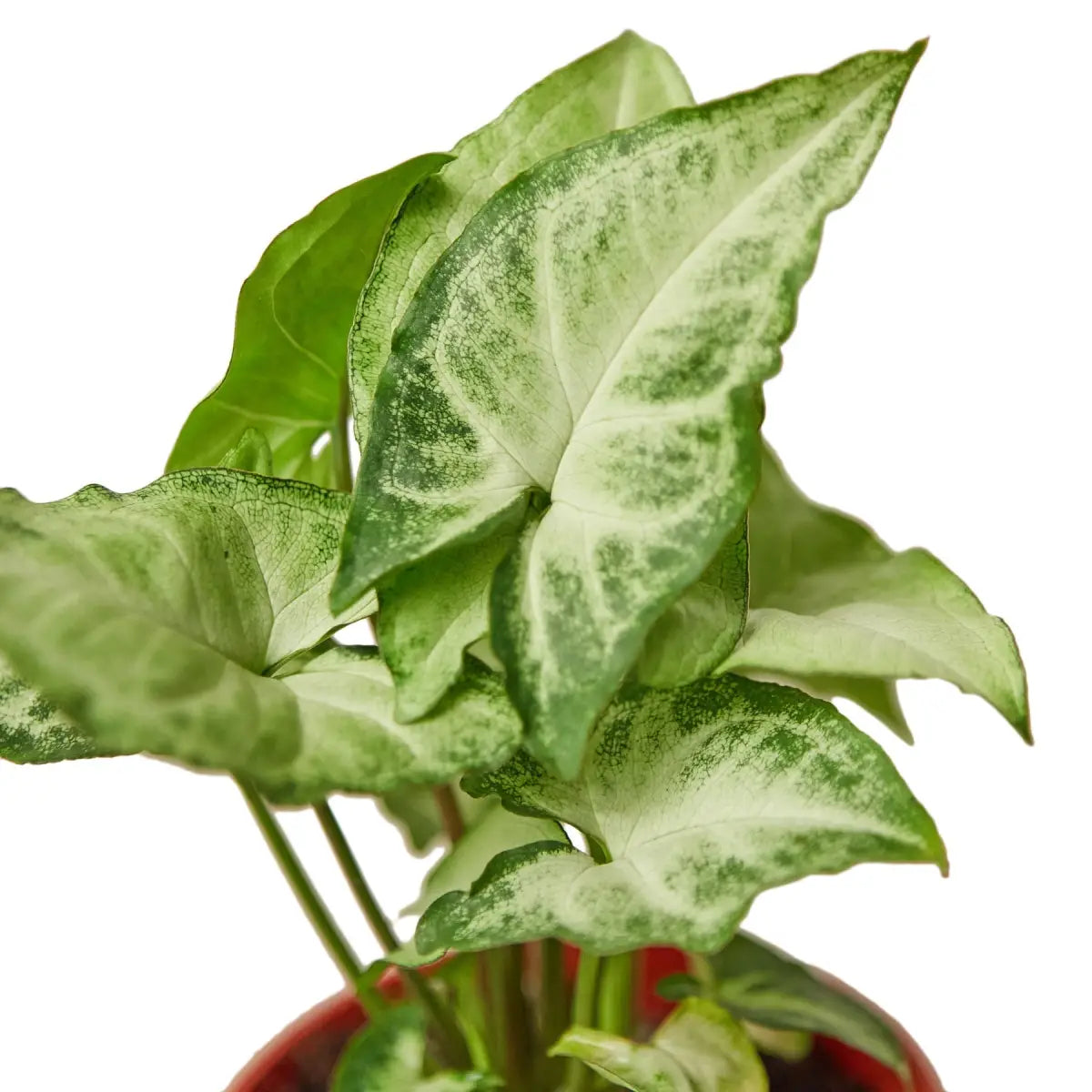Syngonium Plant - White Butterfly - House Plant Shop