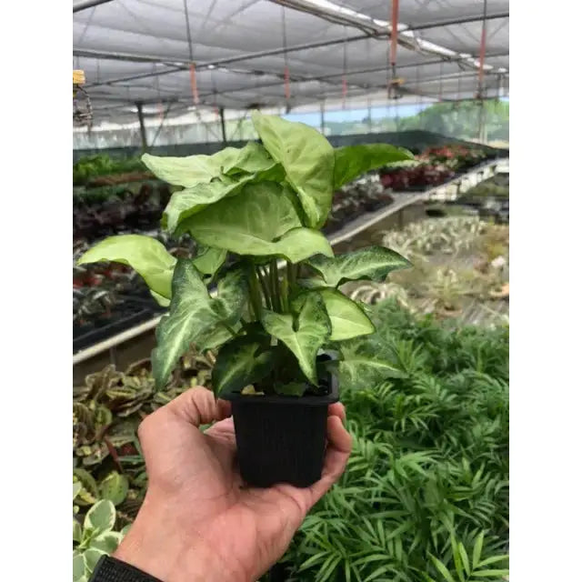 Syngonium Plant - White Butterfly - House Plant Shop
