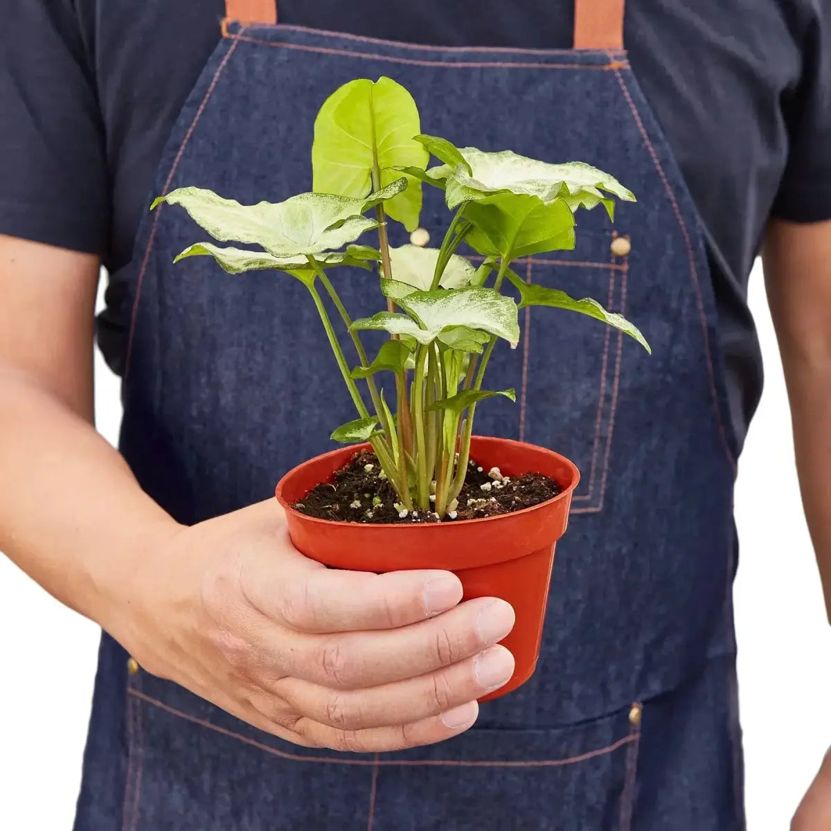 Syngonium Plant - White Butterfly - House Plant Shop
