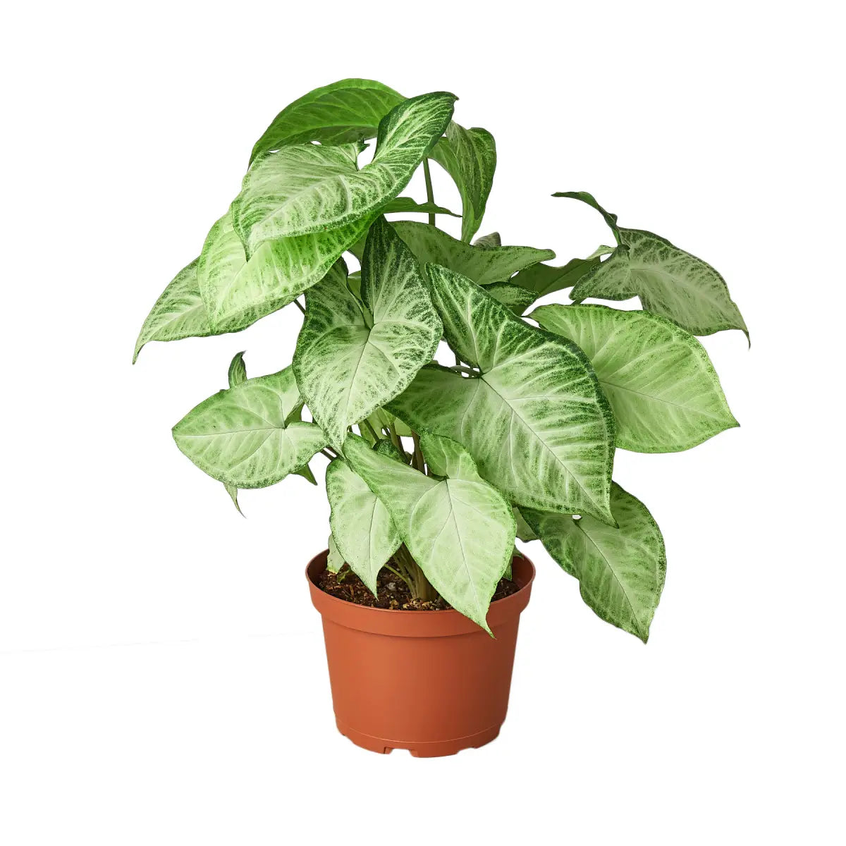 Syngonium Plant - White Butterfly - House Plant Shop
