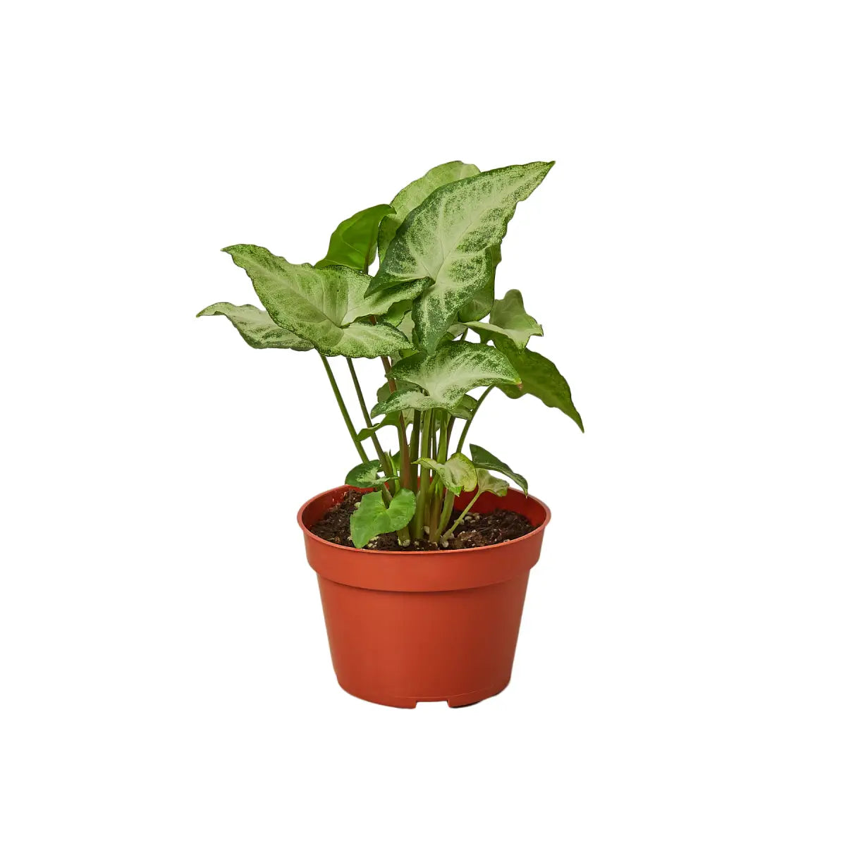 Syngonium Plant - White Butterfly - House Plant Shop