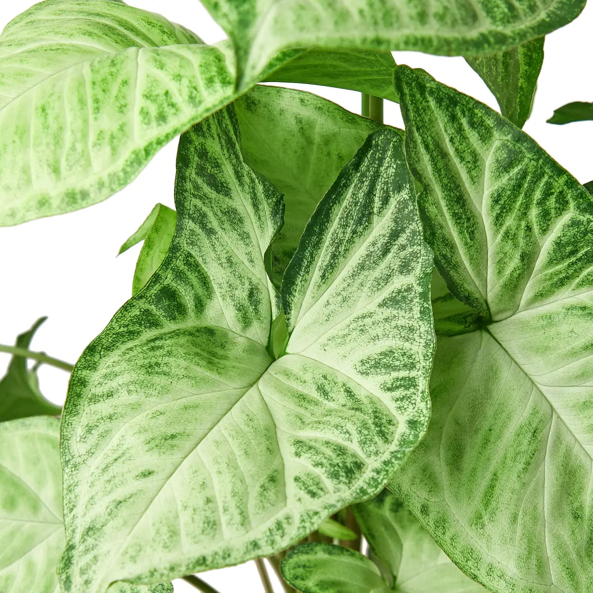 Syngonium Plant - White Butterfly - 3’’ Pot - House Plant Shop