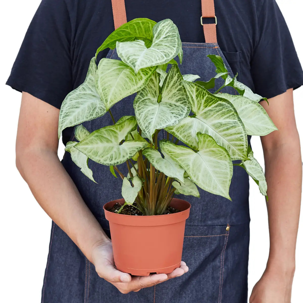 Syngonium Plant - White Butterfly - House Plant Shop