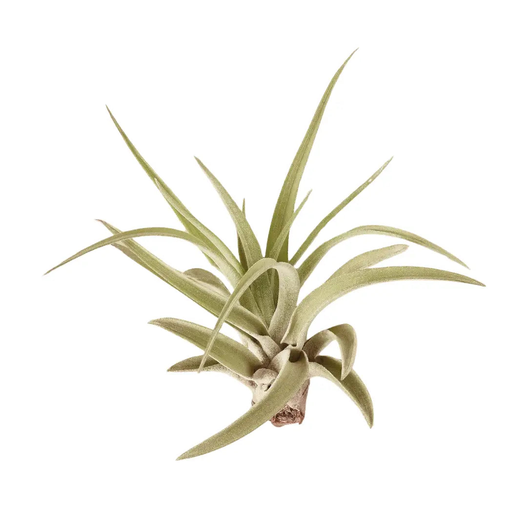 Tillandsia Air Plant Veluntina - House Plant Shop