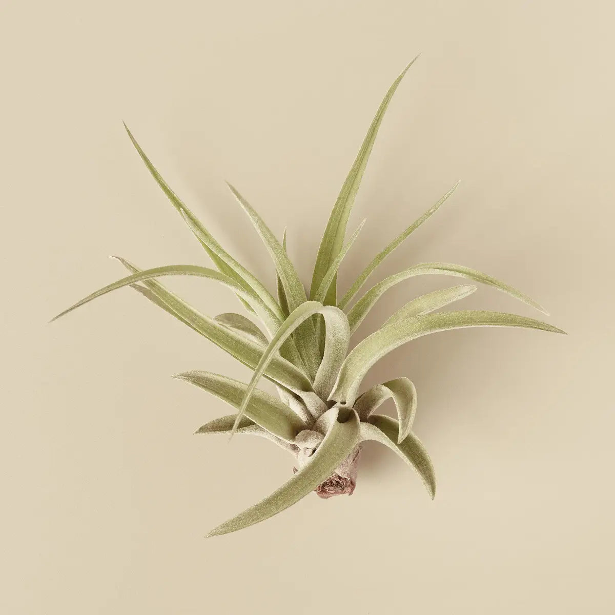 Tillandsia Air Plant Veluntina - House Plant Shop