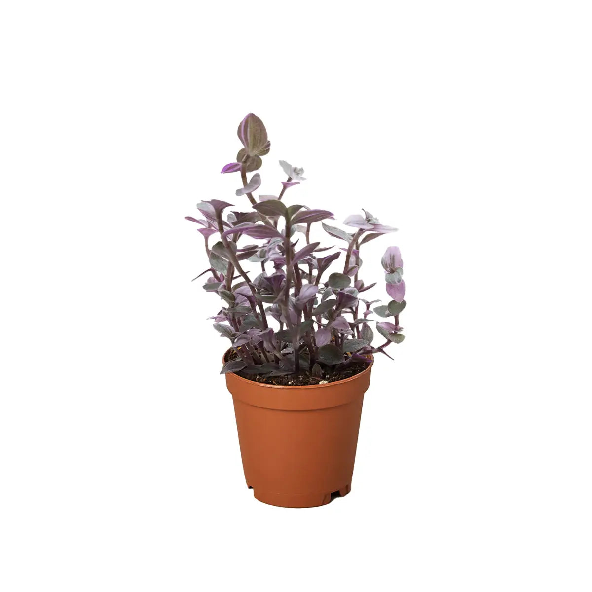Tradescantia Callisia Plant - ’Pink Panther’ - House Plant Shop